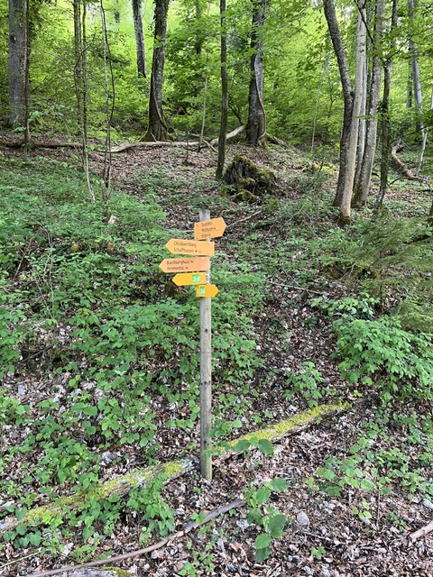 A forest with a wooden signpost in the middle of a path. The signpost has several yellow signs pointing in different direc...