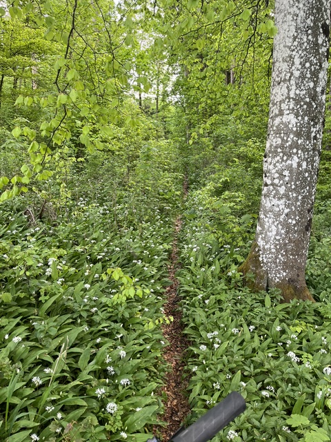 IMG_3219 Mäandrierende Pfade im Wald, umgeben von Gras und Blumen.