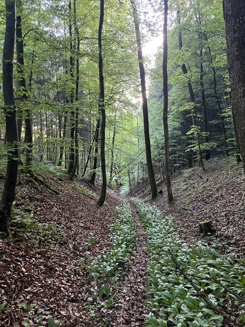 Ein Wald mit Gras und Bäumen Deutsch